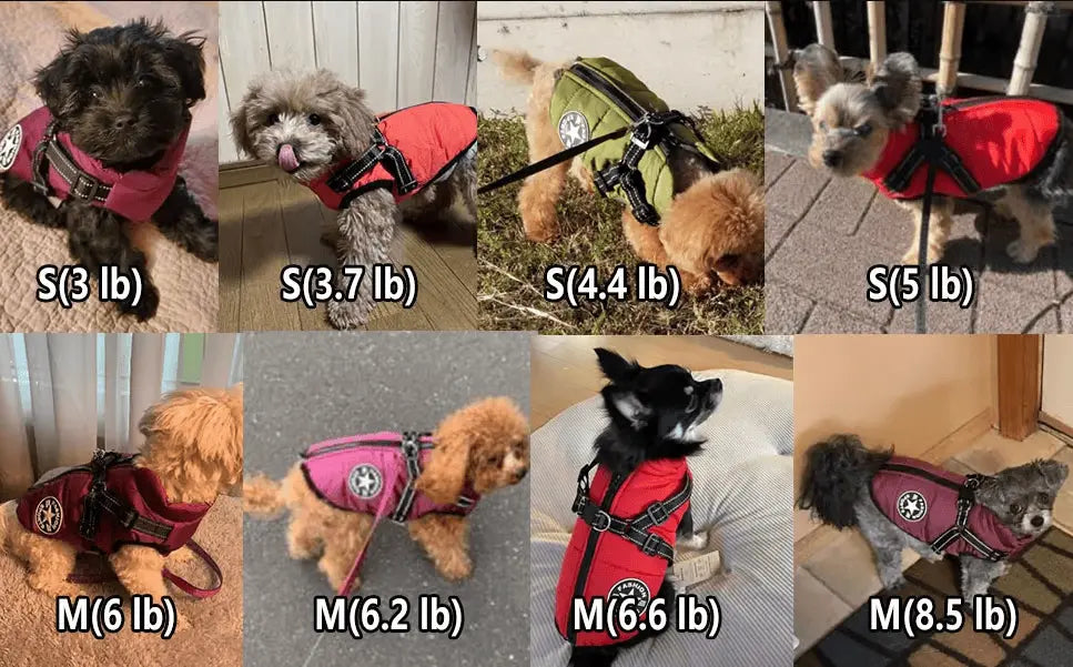 3 in 1 Dog Winter Jacket Pawtique Haven