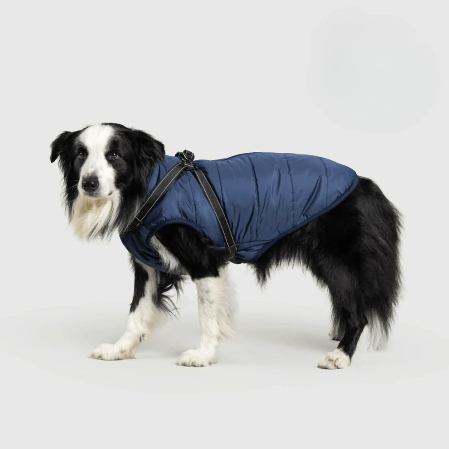 3 in 1 Dog Winter Jacket Pawtique Haven