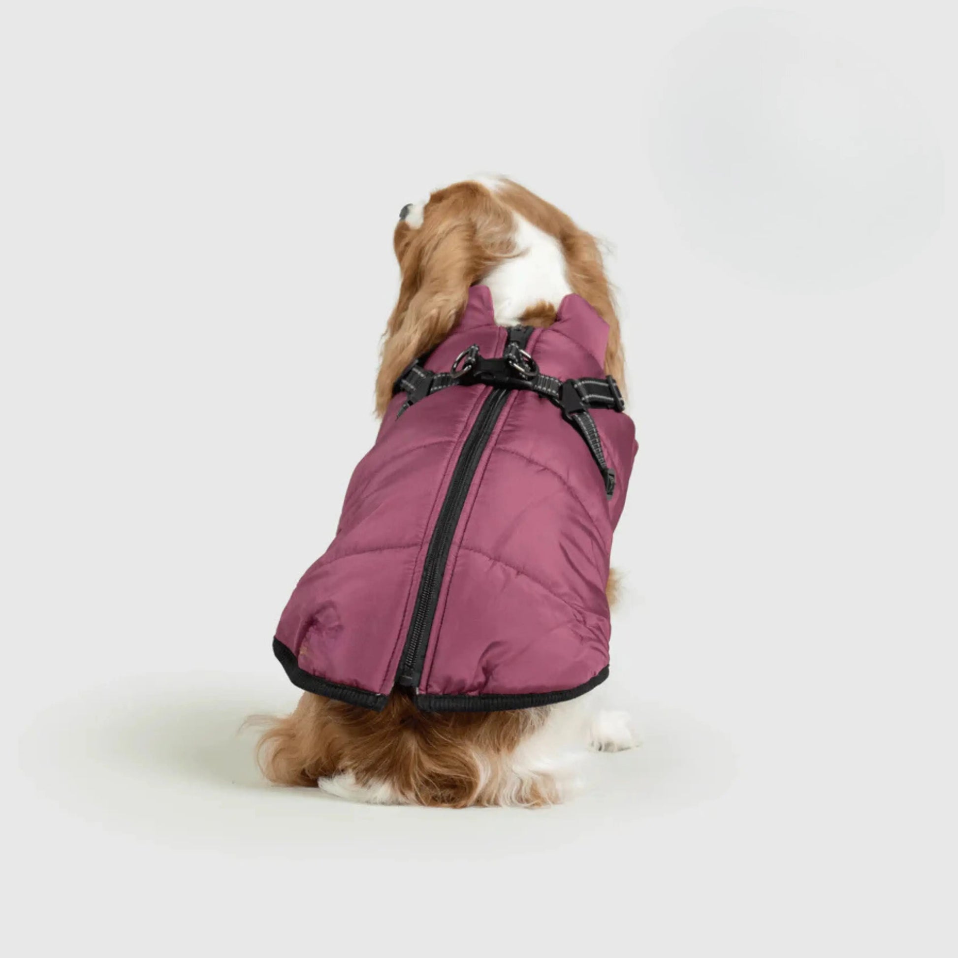 3 in 1 Dog Winter Jacket Pawtique Haven