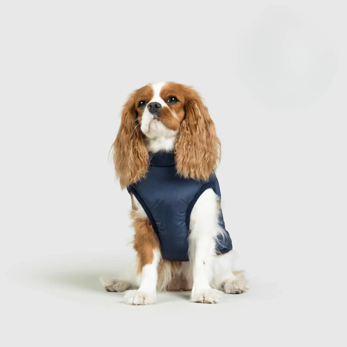 3 in 1 Dog Winter Jacket Pawtique Haven