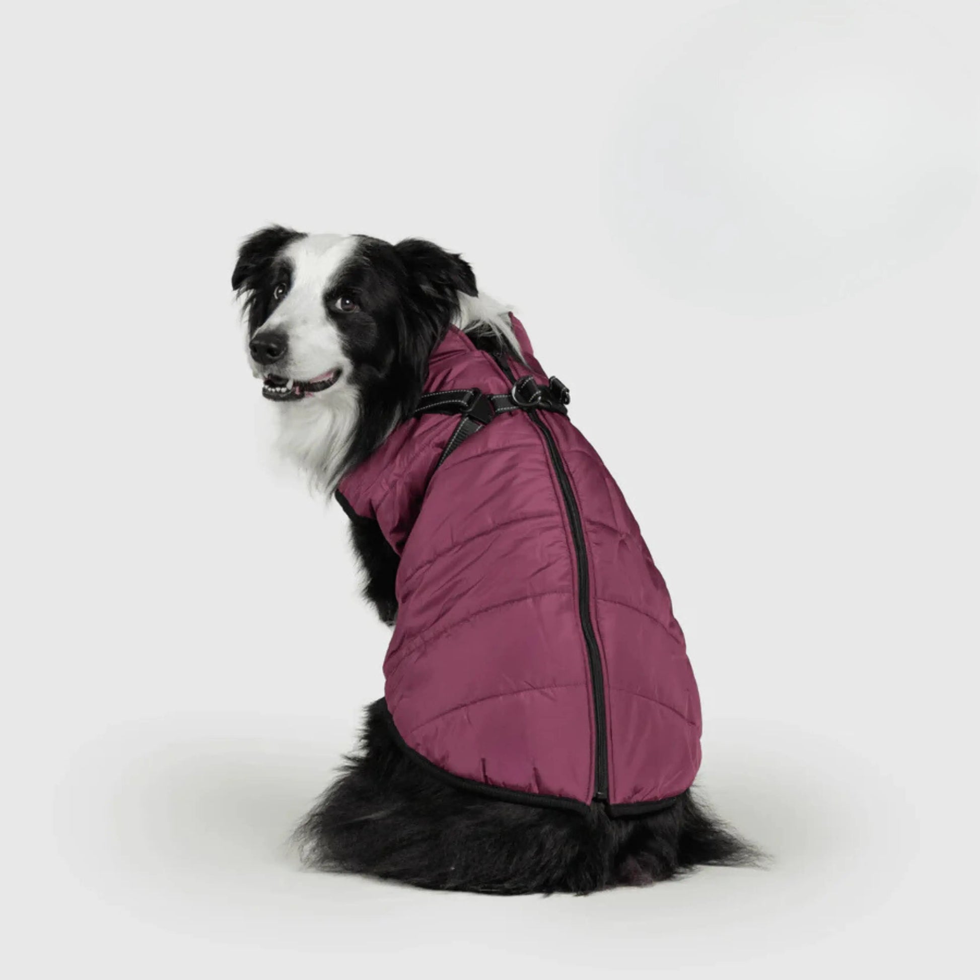 3 in 1 Dog Winter Jacket Pawtique Haven