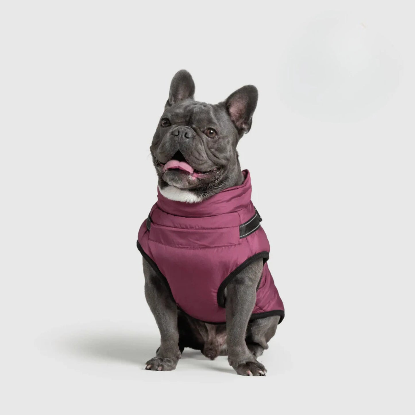 3 in 1 Dog Winter Jacket Pawtique Haven