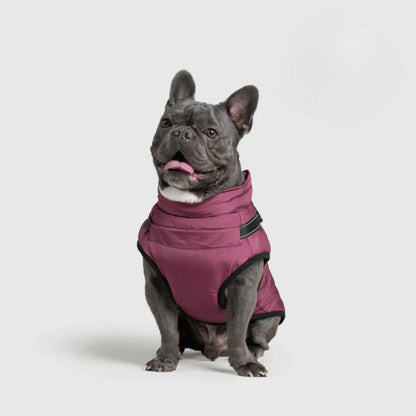 3 in 1 Dog Winter Jacket Pawtique Haven