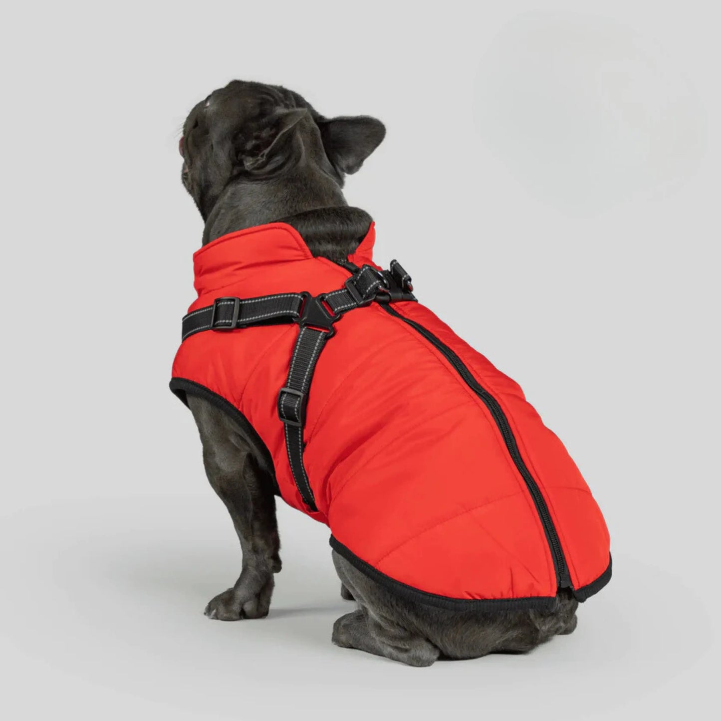 3 in 1 Dog Winter Jacket Pawtique Haven