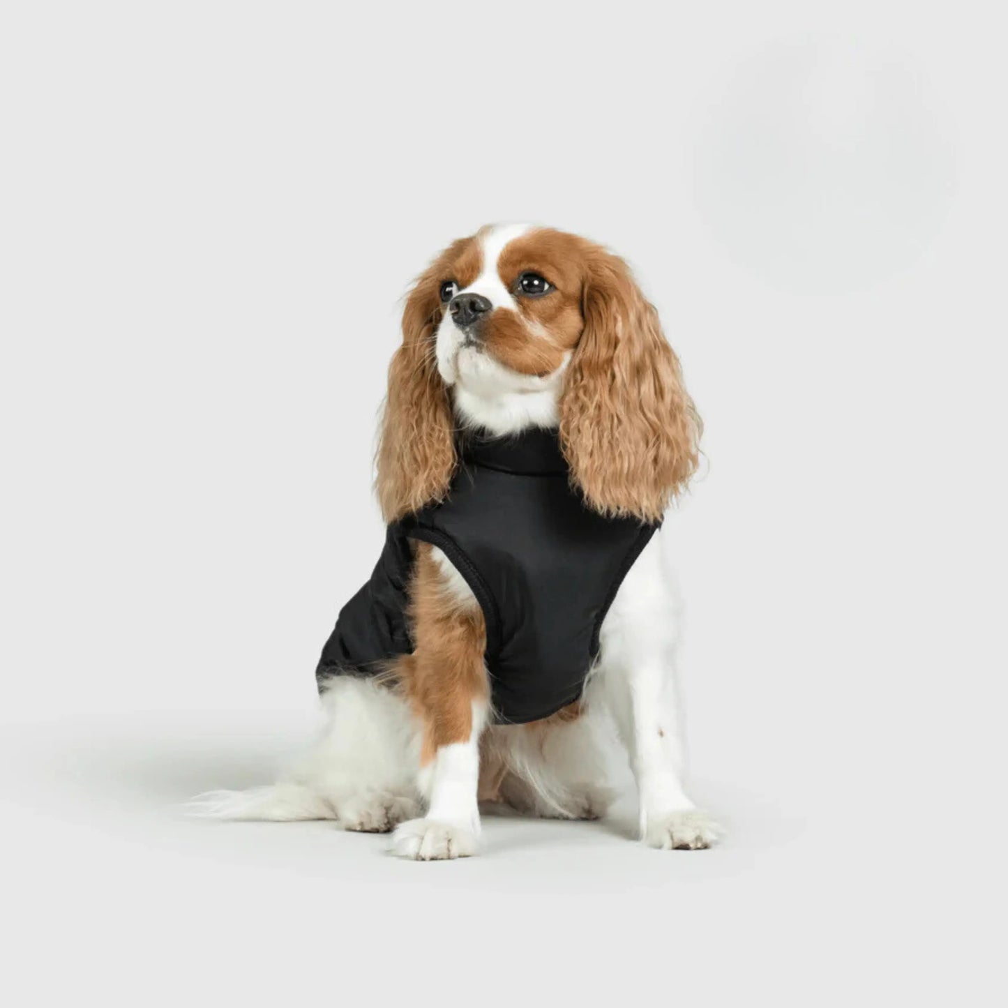 3 in 1 Dog Winter Jacket Pawtique Haven