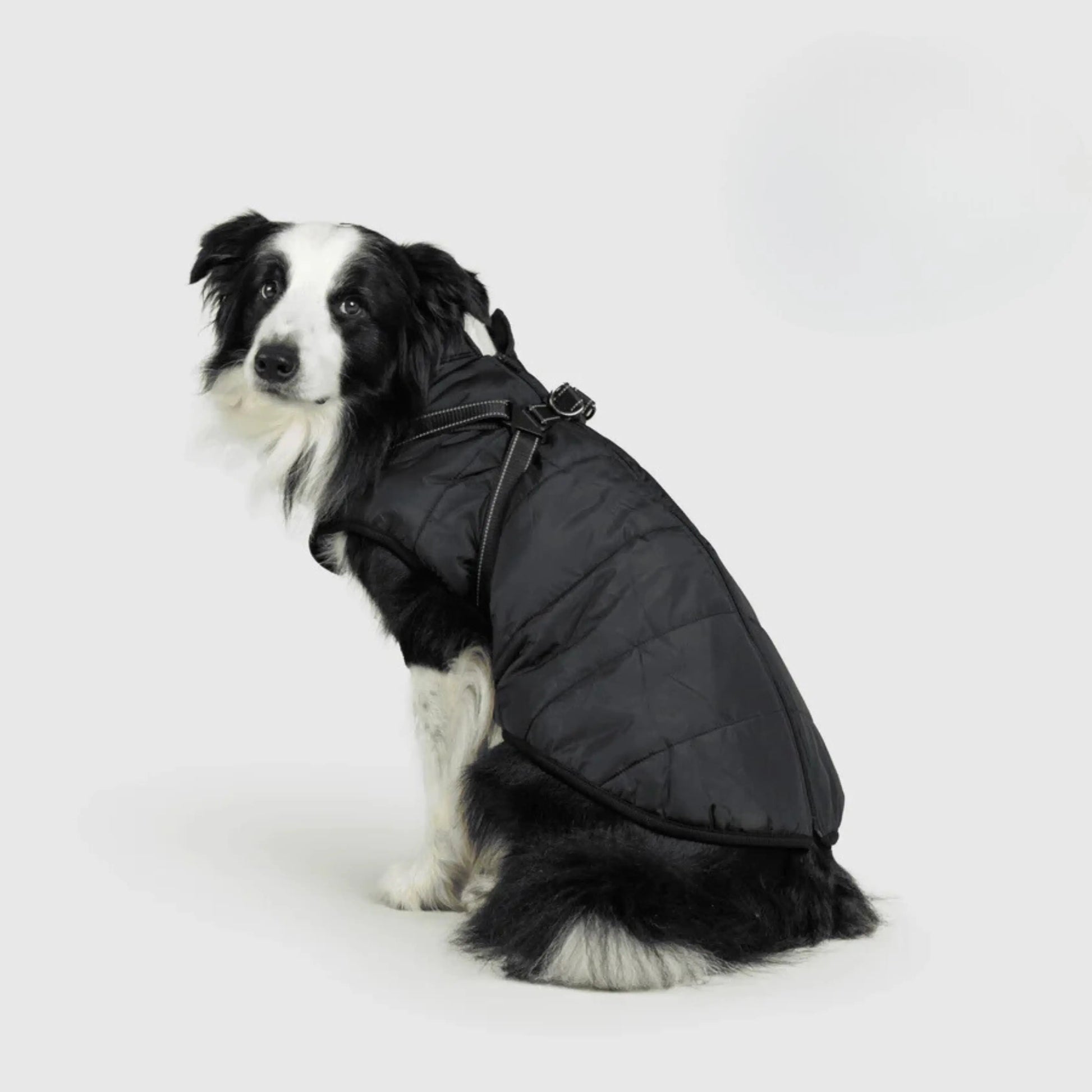 3 in 1 Dog Winter Jacket Pawtique Haven