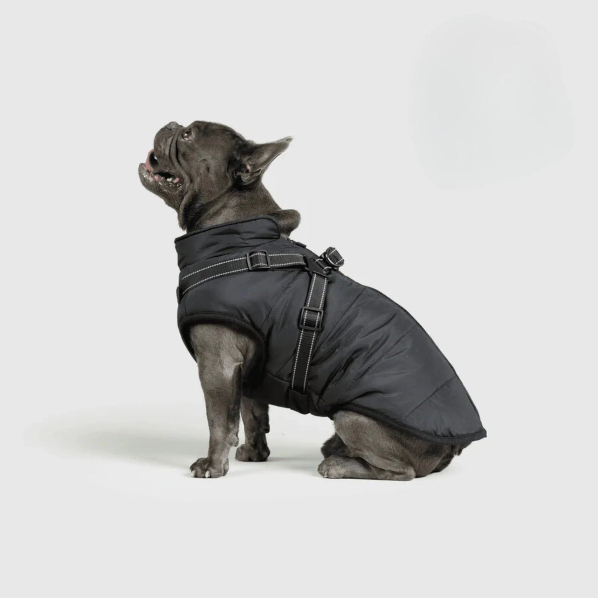 3 in 1 Dog Winter Jacket Pawtique Haven