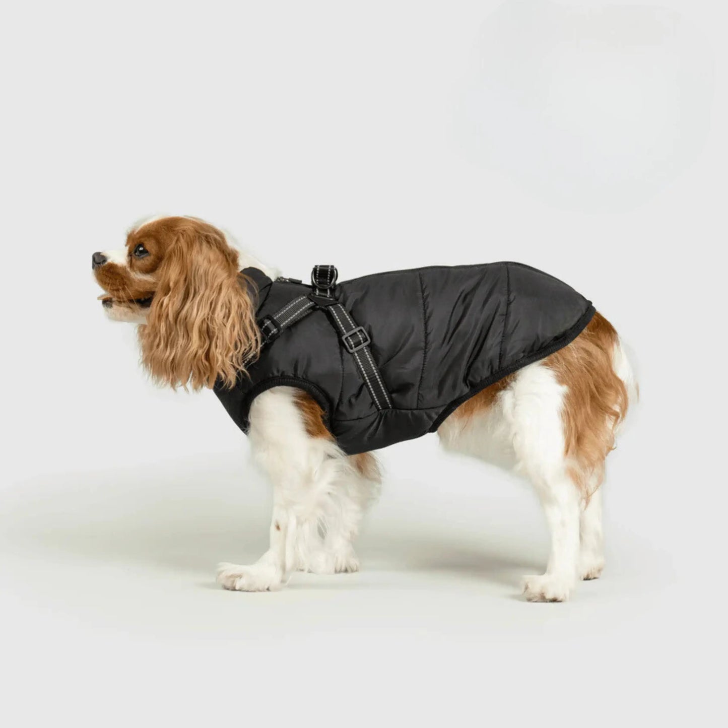 3 in 1 Dog Winter Jacket Pawtique Haven
