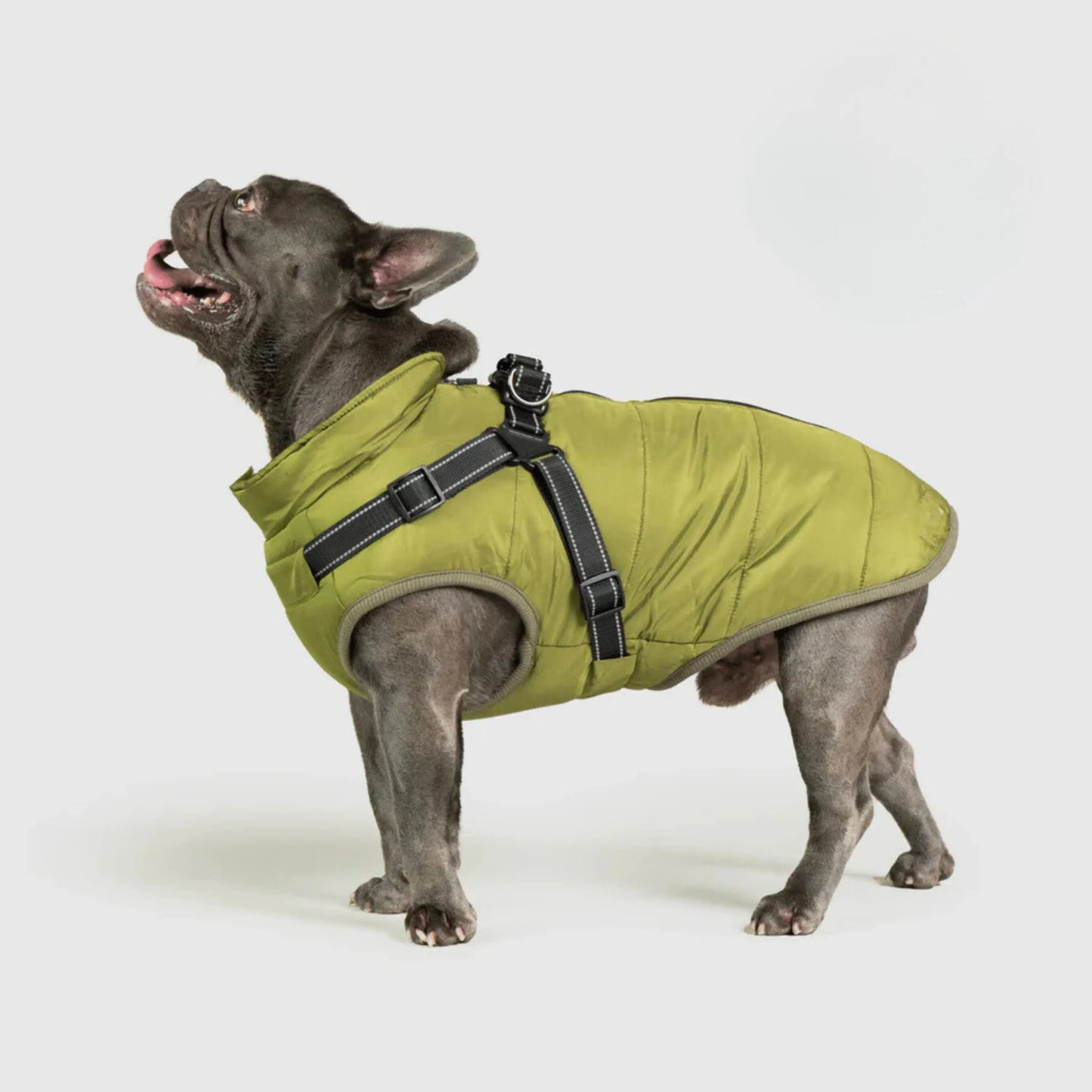 3 in 1 Dog Winter Jacket Pawtique Haven